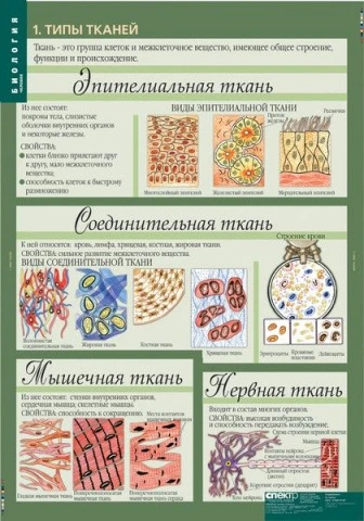 Учебный альбом из 12 листов <Биология 10-11 классы. Цитология. Генетика. Селекция>