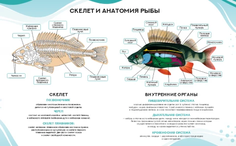 Комплект плакатов для агроклассов (9 шт А2) <Аквакультура>