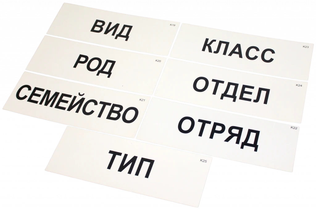 Модель-аппликация <Классификация растений и животных>