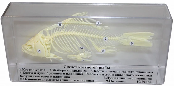 Скелет костистой рыбы