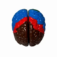Модель <Мозг в разрезе (раскрашенный)>